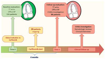 Effects of Carfilzomib Therapy on Left <mark class="highlighted">Ventricular Function</mark> in Multiple Myeloma Patients